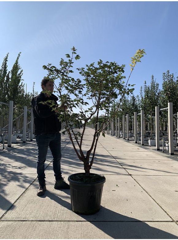Zimtahorn - Mehrstämmig | Acer griseum Zimtahorn - Mehrstämmig | Acer griseum