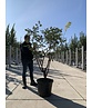 Zimtahorn - Mehrstämmig | Acer griseum Zimtahorn - Mehrstämmig | Acer griseum