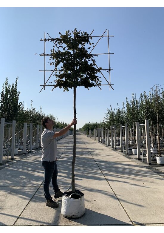 Blutbuche - Spalierbaum | Fagus sylvatica 'Purpurea'