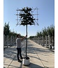 Blutbuche - Spalierbaum | Fagus sylvatica 'Purpurea' Blutbuche - Spalierbaum | Fagus sylvatica 'Purpurea'