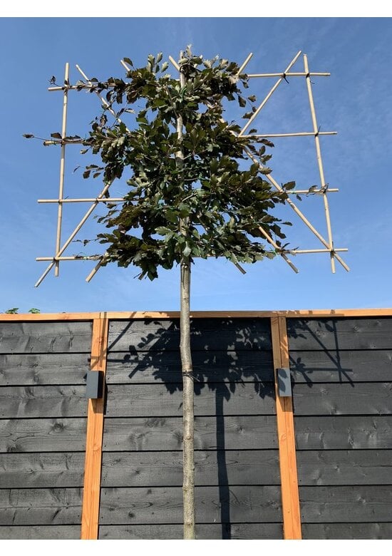 Blutbuche - Spalierbaum | Fagus sylvatica 'Purpurea'