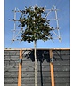 Blutbuche - Spalierbaum | Fagus sylvatica 'Purpurea' Blutbuche - Spalierbaum | Fagus sylvatica 'Purpurea'