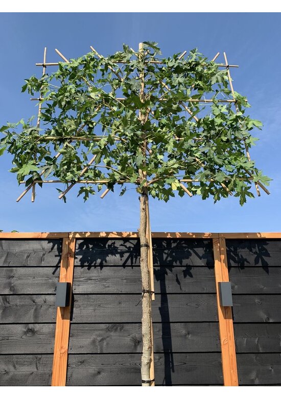 Amber spalierbaum | Liquidambar styraciflua