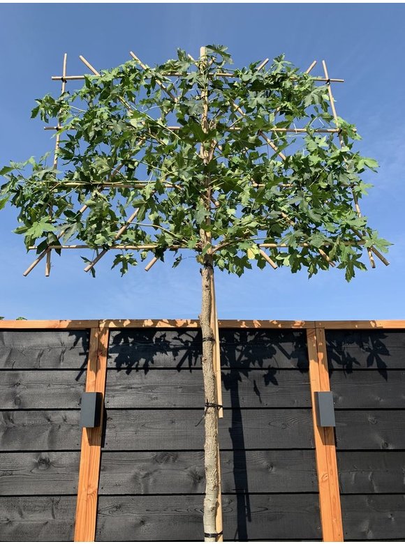 Amber spalierbaum | Liquidambar styraciflua Amber spalierbaum | Liquidambar styraciflua