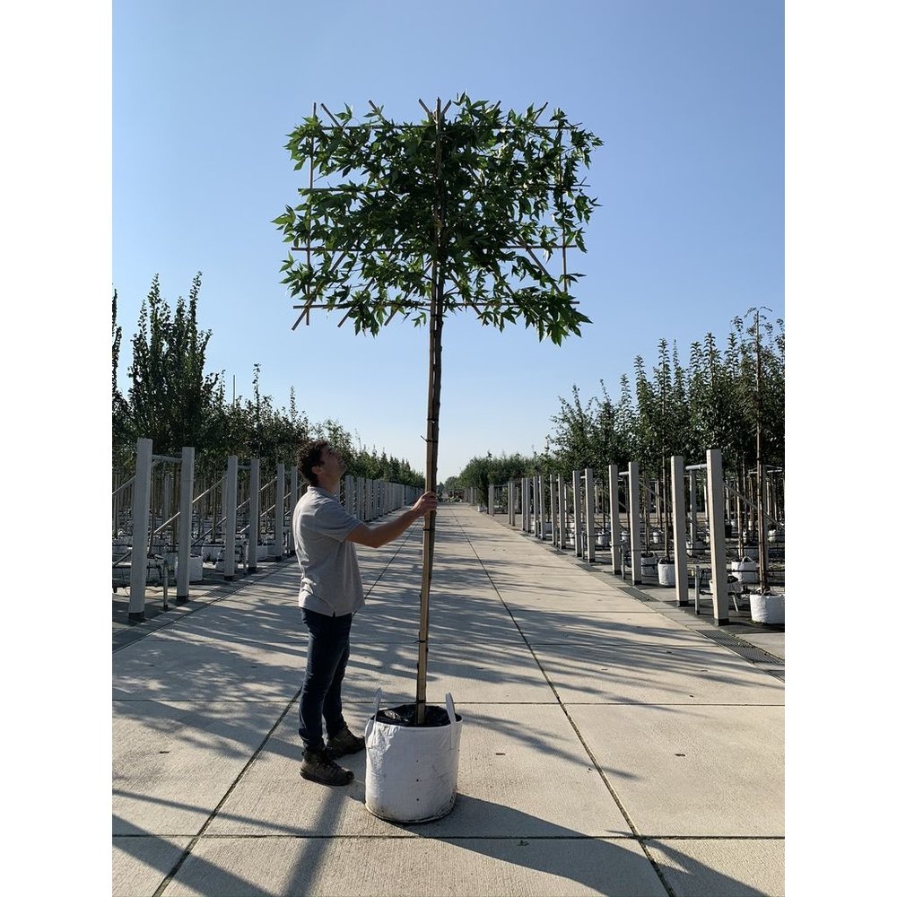AmberSpalierbaum Liquidambar styraciflua 'Worplesdon' kaufen Venovi