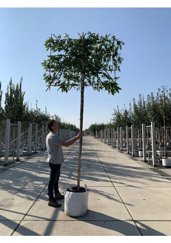 Amberbaum 'Worplesdon' Spalier | Liquidambar styraciflua 'Worplesdon'