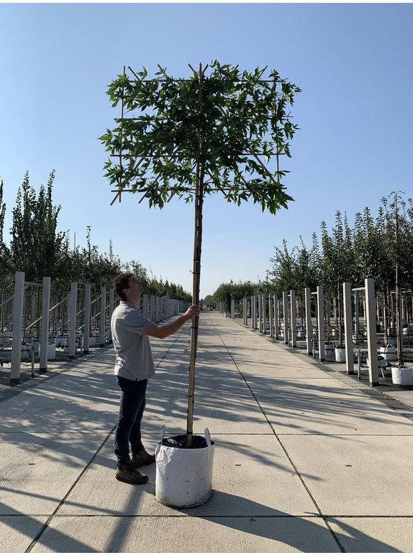 Amberbaum 'Worplesdon' - Spalierbaum | Liquidambar styraciflua 'Worplesdon' Amberbaum 'Worplesdon' - Spalierbaum | Liquidambar styraciflua 'Worplesdon'