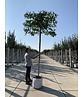 Amberbaum 'Worplesdon' - Spalierbaum | Liquidambar styraciflua 'Worplesdon'