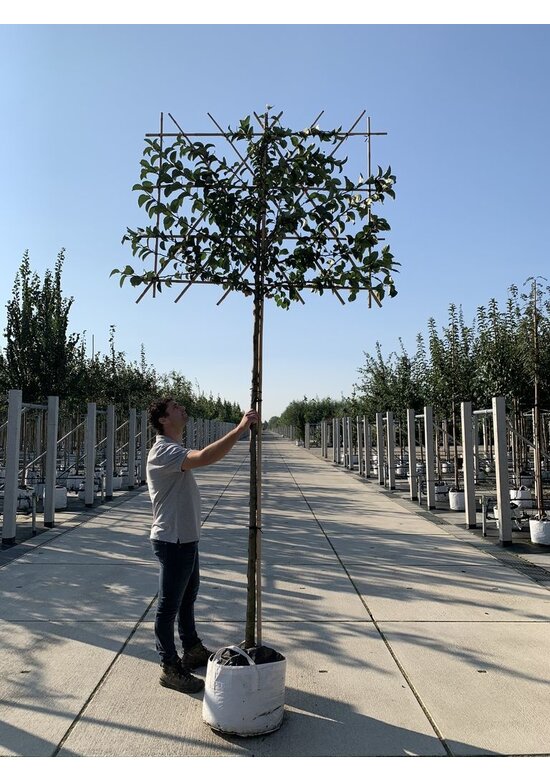 Zierapfel 'Evereste' als spalier | Malus 'Evereste'