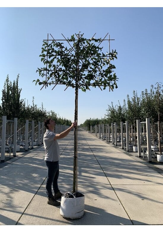 Zierapfel 'Evereste' als spalier | Malus 'Evereste'