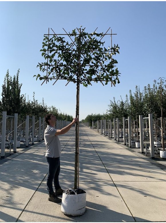 Zierapfel 'Evereste' - Spalierbaum | Malus 'Evereste' Zierapfel 'Evereste' - Spalierbaum | Malus 'Evereste'