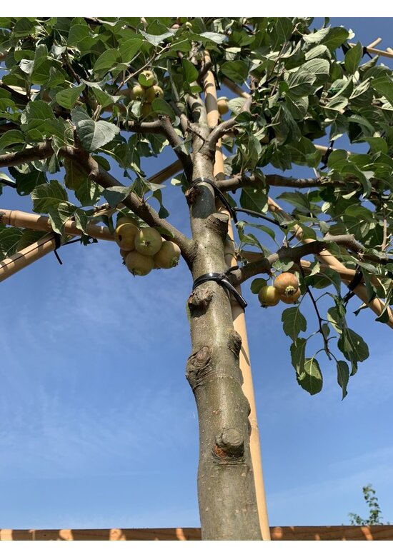 Zierapfel 'Evereste' als spalier | Malus 'Evereste'