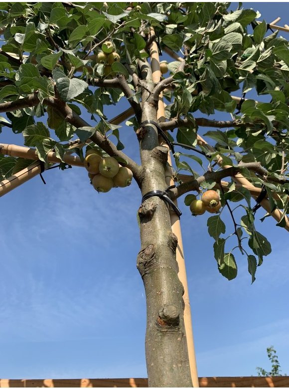 Zierapfel 'Evereste' - Spalierbaum | Malus 'Evereste' Zierapfel 'Evereste' - Spalierbaum | Malus 'Evereste'