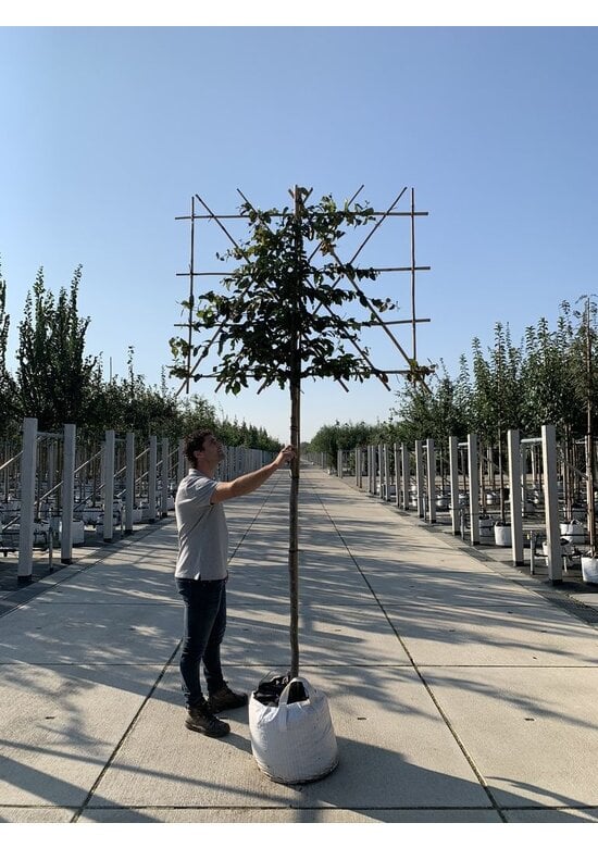 Eisenholzbaum Spalier | Parrotia persica