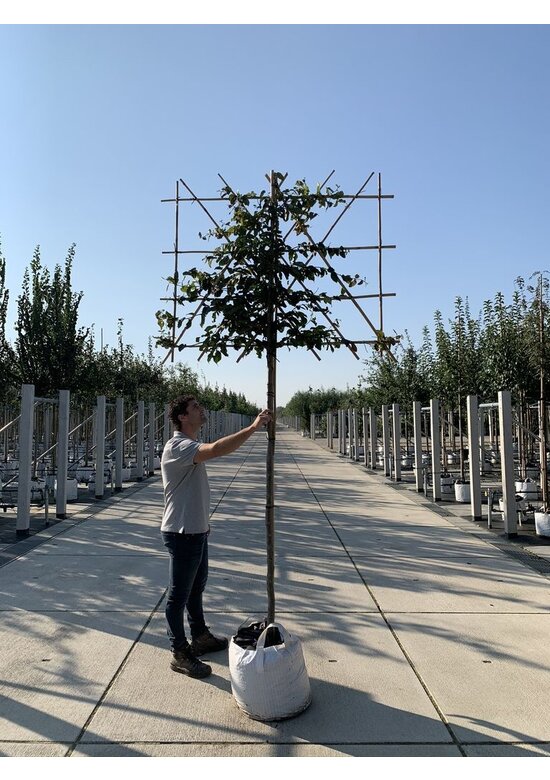 Eisenholzbaum Spalier | Parrotia persica