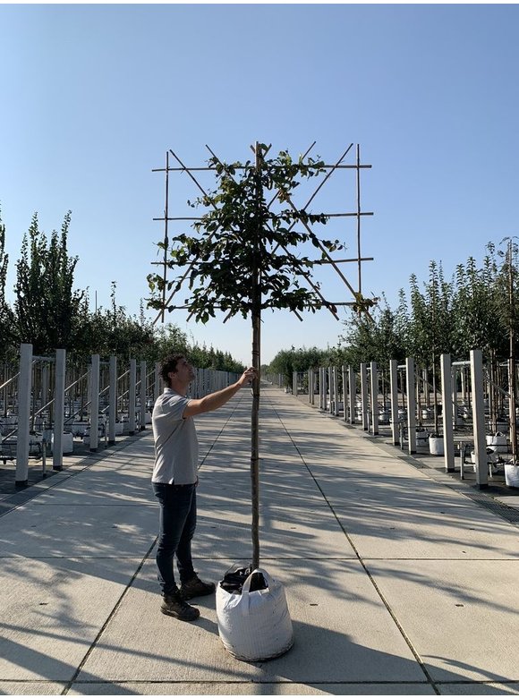 Eisenholzbaum - Spalierbaum | Parrotia persica Eisenholzbaum - Spalierbaum | Parrotia persica