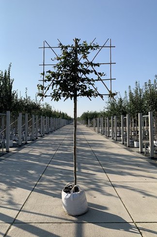 Eisenholzbaum Spalier | Parrotia persica Eisenholzbaum Spalier | Parrotia persica