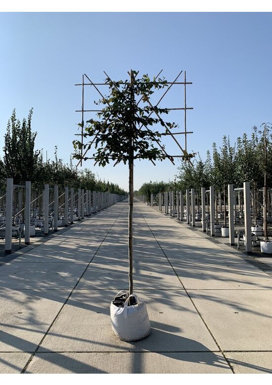 Eisenholzbaum Spalier | Parrotia persica