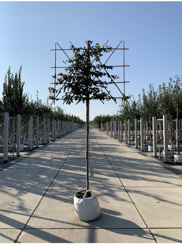 Eisenholzbaum - Spalierbaum | Parrotia persica Eisenholzbaum - Spalierbaum | Parrotia persica