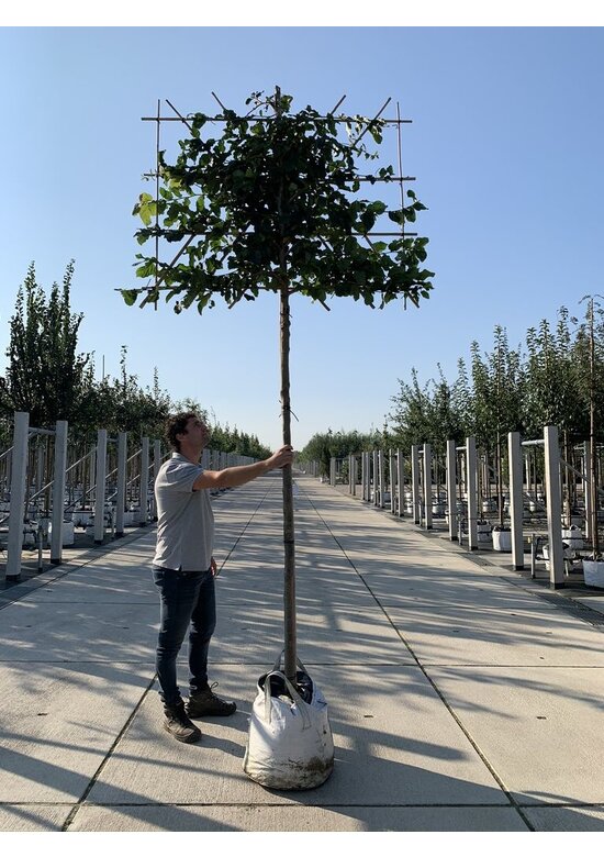 Eisenholzbaum 'Vanessa' - Spalierbaum | Parrotia persica 'Vanessa'