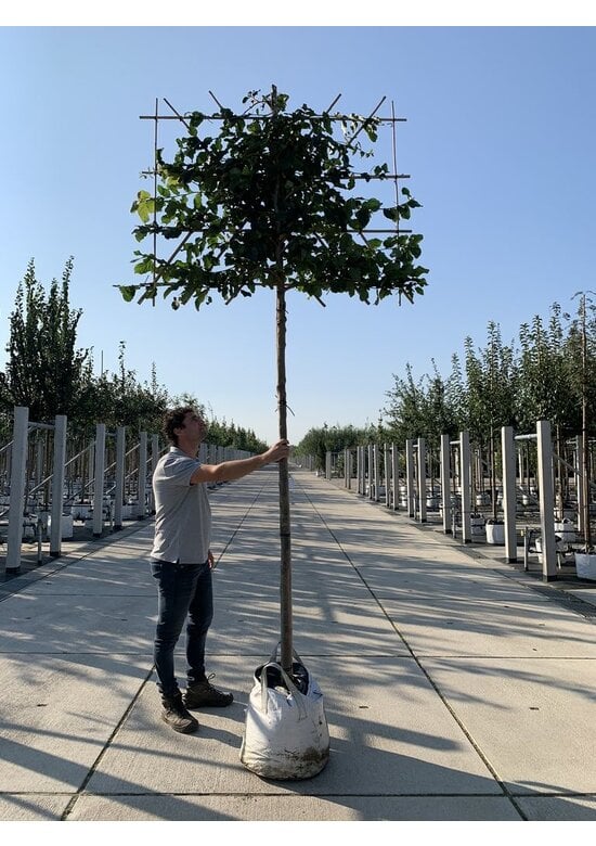 Eisenholzbaum 'Vanessa' - Spalierbaum | Parrotia persica 'Vanessa'