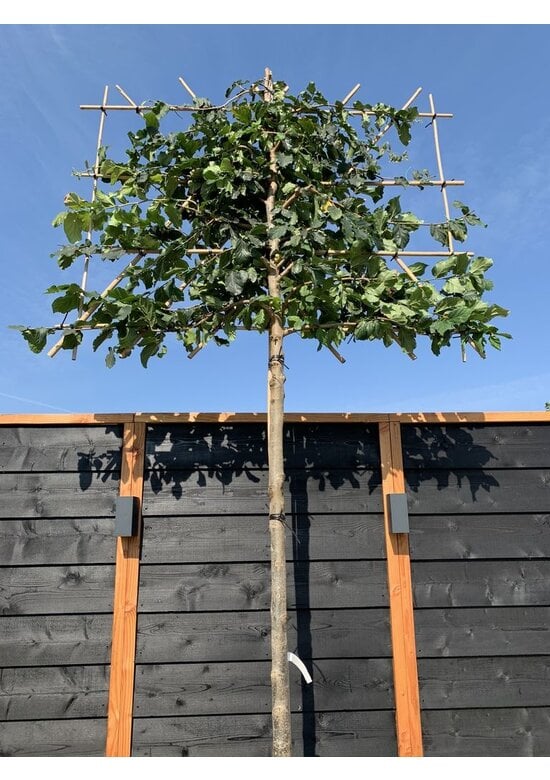 Eisenholzbaum 'Vanessa' - Spalierbaum | Parrotia persica 'Vanessa'