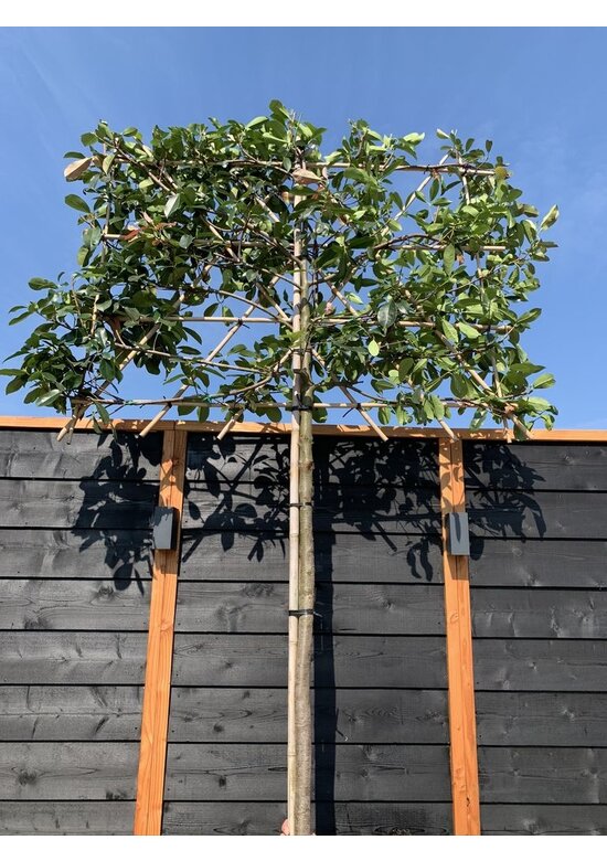 Glanzmispel Spalierbaum 'Red Robin' | Photinia fraseri 'Red Robin'