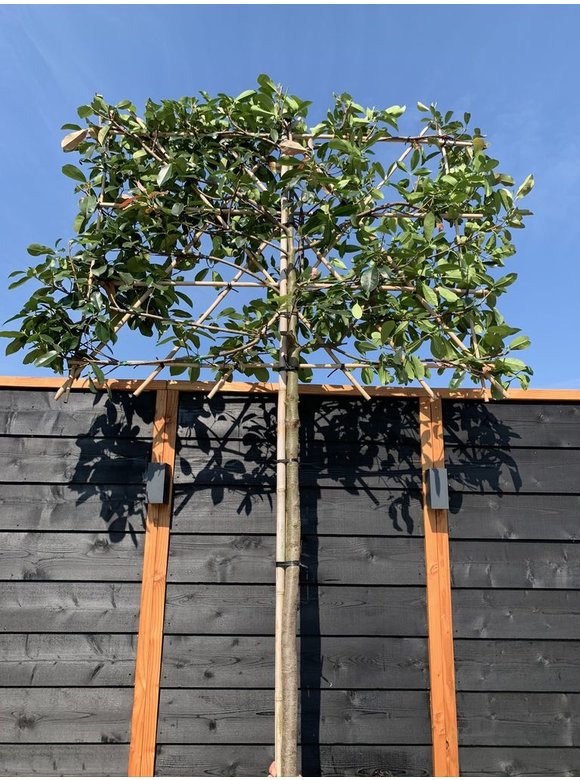 Glanzmispel 'Red Robin' - Spalierbaum | Photinia fraseri 'Red Robin' Glanzmispel 'Red Robin' - Spalierbaum | Photinia fraseri 'Red Robin'