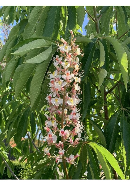 Indische Rosskastanie | Aesculus indica