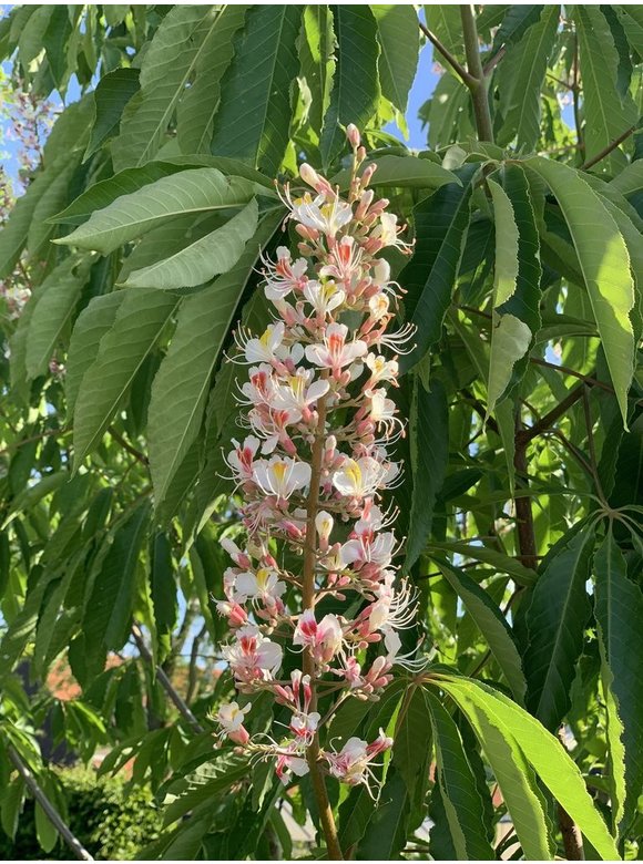 Indische Rosskastanie | Aesculus indica Indische Rosskastanie | Aesculus indica