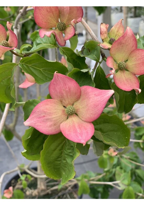 Blumen-Hartriegel 'Stellar Pink' | Cornus kousa 'Stellar Pink'
