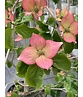 Blumen-Hartriegel 'Stellar Pink' | Cornus kousa 'Stellar Pink'