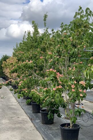 Blumen-Hartriegel 'Stellar Pink' | Cornus kousa 'Stellar Pink' Blumen-Hartriegel 'Stellar Pink' | Cornus kousa 'Stellar Pink'