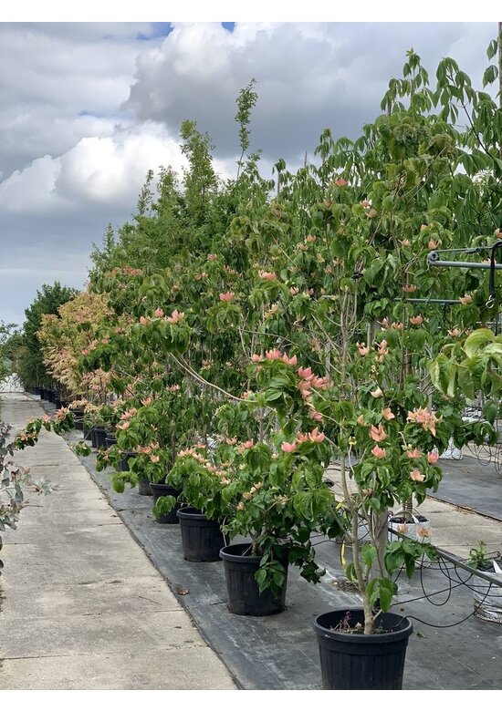 Blumen-Hartriegel 'Stellar Pink' | Cornus kousa 'Stellar Pink'