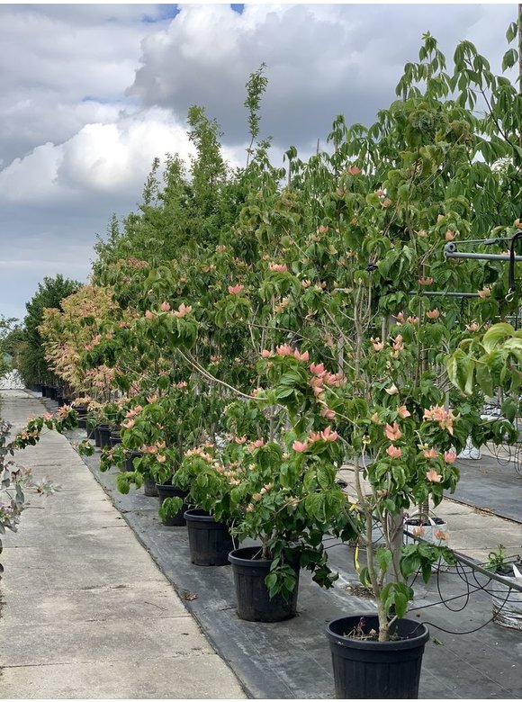Chinesischer Blumen-Hartriegel 'Stellar Pink' | Cornus kousa 'Stellar Pink' Chinesischer Blumen-Hartriegel 'Stellar Pink' | Cornus kousa 'Stellar Pink'