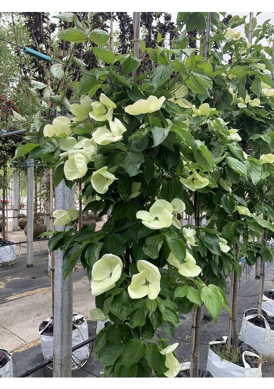 Japanischer Blumen-Hartriegel 'Venus' Mehrstämmig | Cornus 'Venus'