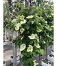 Japanischer Blumen-Hartriegel 'Venus' Mehrstämmig | Cornus 'Venus'