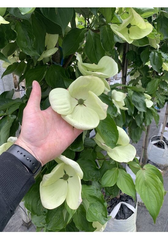 Japanischer Blumen-Hartriegel 'Venus' Mehrstämmig | Cornus 'Venus'