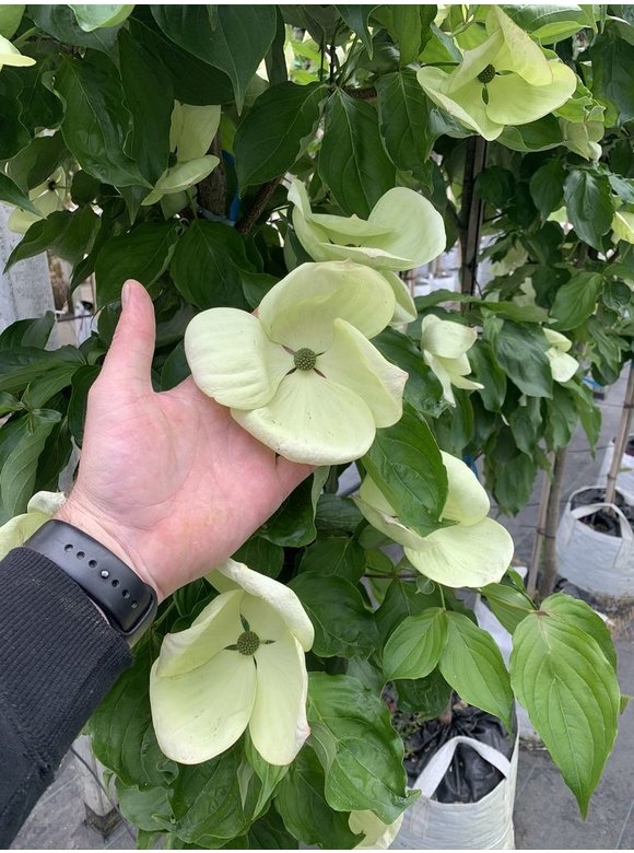 Japanischer Blumen-Hartriegel 'Venus' | Cornus 'Venus' Japanischer Blumen-Hartriegel 'Venus' | Cornus 'Venus'