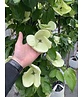 Japanischer Blumen-Hartriegel 'Venus' Mehrstämmig | Cornus 'Venus'