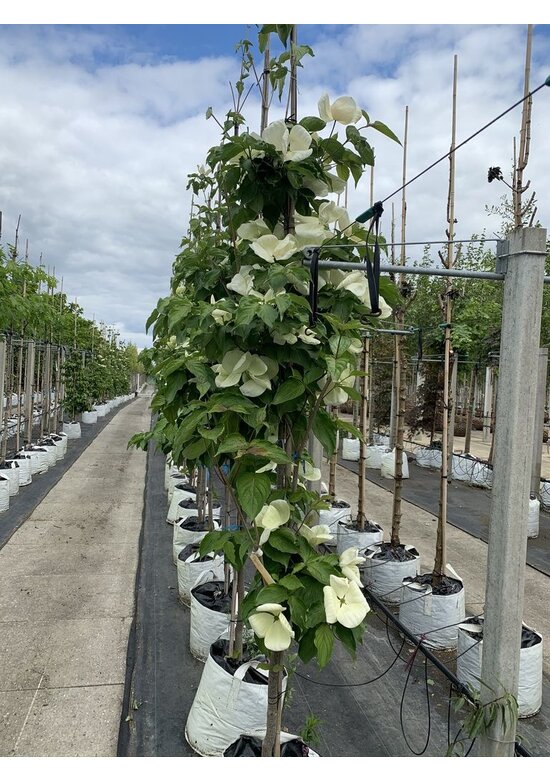 Japanischer Blumen-Hartriegel 'Venus' Mehrstämmig | Cornus 'Venus'