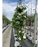 Japanischer Blumen-Hartriegel 'Venus' Mehrstämmig | Cornus 'Venus'