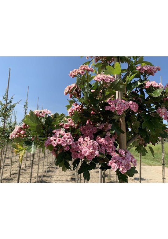 Kanadischer Rotdorn 'Toba' | Crataegus mordenensis 'Toba'