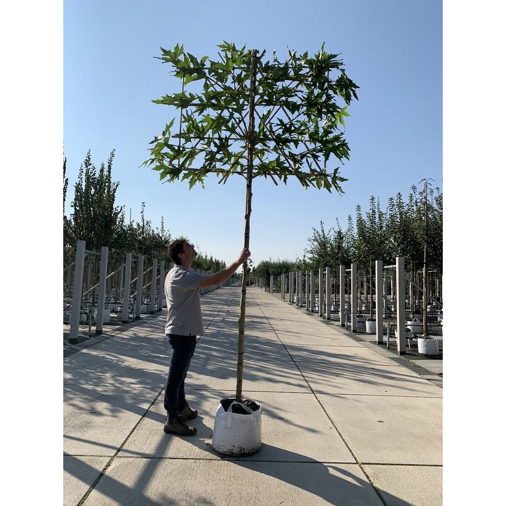 Baum Immergrün Sichtschutz Baum Immergrün Sichtschutz