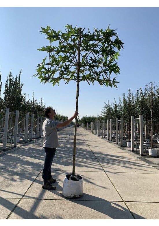 Orientalische Platane 'Minaret' - Spalierbaum | Platanus orientalis 'Minaret'