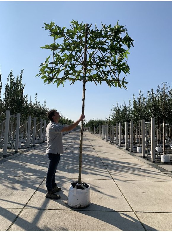 Orientalische Platane 'Minaret' - Spalierbaum | Platanus orientalis 'Minaret' Orientalische Platane 'Minaret' - Spalierbaum | Platanus orientalis 'Minaret'