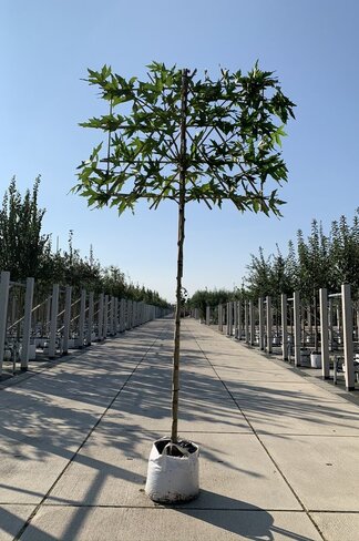 Orientalische Platane 'Minaret' - Spalierbaum | Platanus orientalis 'Minaret' Orientalische Platane 'Minaret' - Spalierbaum | Platanus orientalis 'Minaret'