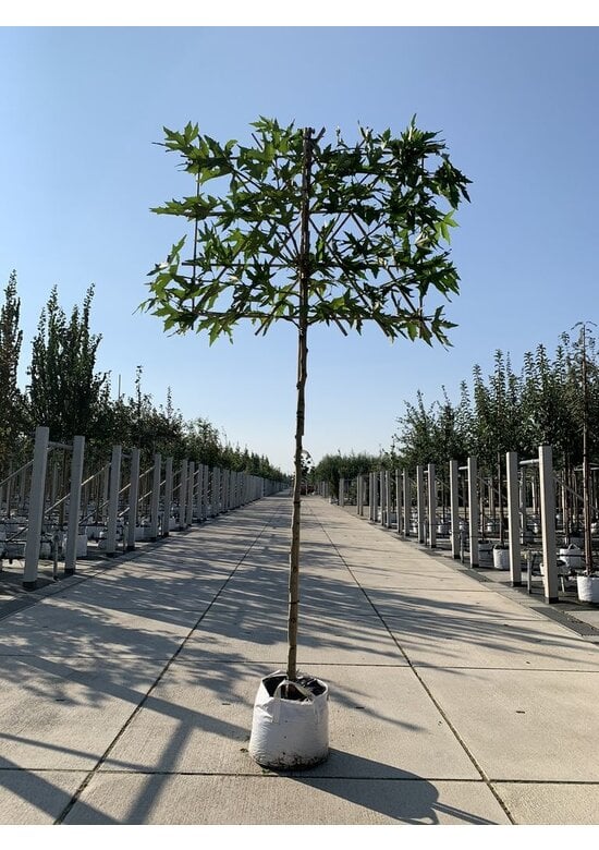 Orientalische Platane 'Minaret' - Spalierbaum | Platanus orientalis 'Minaret'