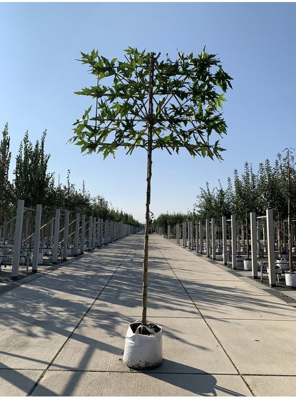 Orientalische Platane 'Minaret' - Spalierbaum | Platanus orientalis 'Minaret' Orientalische Platane 'Minaret' - Spalierbaum | Platanus orientalis 'Minaret'