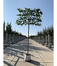 Orientalische Platane 'Minaret' - Spalierbaum | Platanus orientalis 'Minaret'